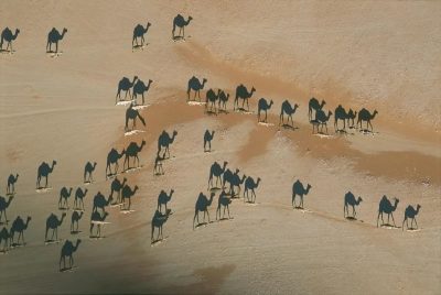 Camel Shadows in the Desert – George Steinmetz